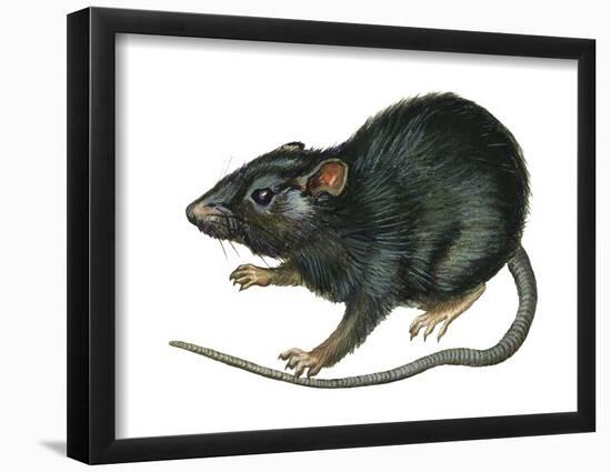 Black Rat (Rattus Rattus), Mammals-Encyclopaedia Britannica-Framed Poster