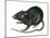Black Rat (Rattus Rattus), Mammals-Encyclopaedia Britannica-Mounted Poster