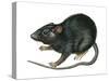 Black Rat (Rattus Rattus), Mammals-Encyclopaedia Britannica-Stretched Canvas