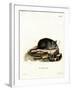 Black Rat-null-Framed Giclee Print