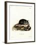 Black Rat-null-Framed Giclee Print