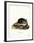 Black Rat-null-Framed Giclee Print