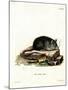 Black Rat-null-Mounted Giclee Print