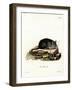 Black Rat-null-Framed Giclee Print