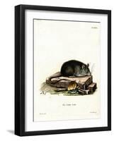 Black Rat-null-Framed Giclee Print