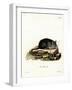 Black Rat-null-Framed Giclee Print