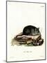Black Rat-null-Mounted Giclee Print