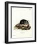 Black Rat-null-Framed Premium Giclee Print