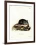 Black Rat-null-Framed Giclee Print