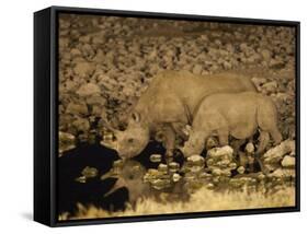 Black Rhino, Cow and Calf, Drinking at Night, Okaukuejo Waterhole-Ann & Steve Toon-Framed Stretched Canvas