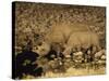 Black Rhino, Cow and Calf, Drinking at Night, Okaukuejo Waterhole-Ann & Steve Toon-Stretched Canvas