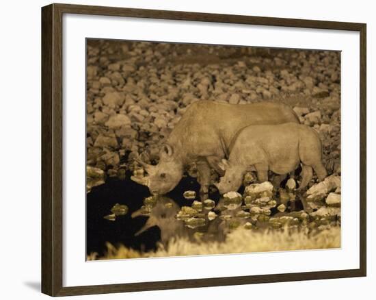 Black Rhino, Cow and Calf, Drinking at Night, Okaukuejo Waterhole-Ann & Steve Toon-Framed Photographic Print