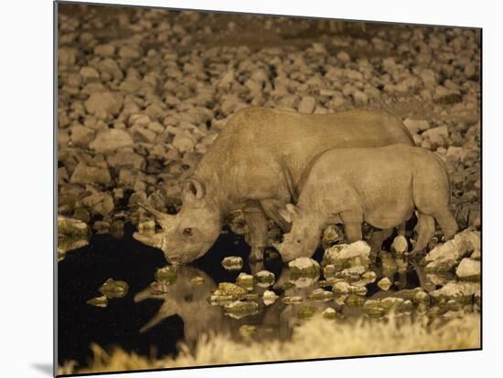 Black Rhino, Cow and Calf, Drinking at Night, Okaukuejo Waterhole-Ann & Steve Toon-Mounted Photographic Print