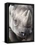 Black Rhino (Diceros Bicornis), Captive, Native to Africa-Ann & Steve Toon-Framed Stretched Canvas