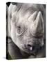 Black Rhino (Diceros Bicornis), Captive, Native to Africa-Ann & Steve Toon-Stretched Canvas