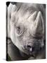 Black Rhino (Diceros Bicornis), Captive, Native to Africa-Ann & Steve Toon-Stretched Canvas