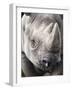 Black Rhino (Diceros Bicornis), Captive, Native to Africa-Ann & Steve Toon-Framed Photographic Print