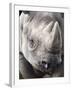 Black Rhino (Diceros Bicornis), Captive, Native to Africa-Ann & Steve Toon-Framed Photographic Print