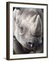 Black Rhino (Diceros Bicornis), Captive, Native to Africa-Ann & Steve Toon-Framed Photographic Print