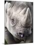 Black Rhino (Diceros Bicornis), Captive, Native to Africa-Ann & Steve Toon-Mounted Photographic Print