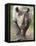 Black Rhino (Diceros Bicornis), Captive, Native to Africa-Ann & Steve Toon-Framed Stretched Canvas