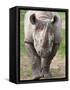 Black Rhino (Diceros Bicornis), Captive, Native to Africa-Ann & Steve Toon-Framed Stretched Canvas