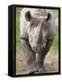 Black Rhino (Diceros Bicornis), Captive, Native to Africa-Ann & Steve Toon-Framed Stretched Canvas