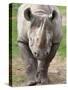 Black Rhino (Diceros Bicornis), Captive, Native to Africa-Ann & Steve Toon-Stretched Canvas