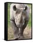 Black Rhino (Diceros Bicornis), Captive, Native to Africa-Ann & Steve Toon-Framed Stretched Canvas