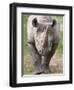 Black Rhino (Diceros Bicornis), Captive, Native to Africa-Ann & Steve Toon-Framed Photographic Print