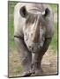 Black Rhino (Diceros Bicornis), Captive, Native to Africa-Ann & Steve Toon-Mounted Photographic Print
