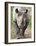 Black Rhino (Diceros Bicornis), Captive, Native to Africa-Ann & Steve Toon-Framed Photographic Print