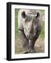 Black Rhino (Diceros Bicornis), Captive, Native to Africa-Ann & Steve Toon-Framed Photographic Print