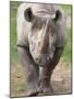 Black Rhino (Diceros Bicornis), Captive, Native to Africa-Ann & Steve Toon-Mounted Photographic Print