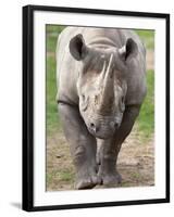 Black Rhino (Diceros Bicornis), Captive, Native to Africa-Ann & Steve Toon-Framed Photographic Print