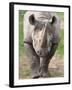 Black Rhino (Diceros Bicornis), Captive, Native to Africa-Ann & Steve Toon-Framed Photographic Print