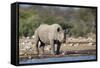 Black Rhino (Diceros Bicornis), Etosha National Park, Namibia, Africa-Ann and Steve Toon-Framed Stretched Canvas