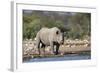 Black Rhino (Diceros Bicornis), Etosha National Park, Namibia, Africa-Ann and Steve Toon-Framed Photographic Print