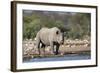 Black Rhino (Diceros Bicornis), Etosha National Park, Namibia, Africa-Ann and Steve Toon-Framed Photographic Print