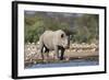 Black Rhino (Diceros Bicornis), Etosha National Park, Namibia, Africa-Ann and Steve Toon-Framed Photographic Print