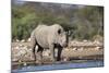 Black Rhino (Diceros Bicornis), Etosha National Park, Namibia, Africa-Ann and Steve Toon-Mounted Photographic Print