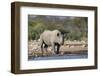 Black Rhino (Diceros Bicornis), Etosha National Park, Namibia, Africa-Ann and Steve Toon-Framed Photographic Print