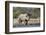 Black Rhino (Diceros Bicornis), Etosha National Park, Namibia, Africa-Ann and Steve Toon-Framed Photographic Print