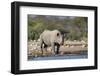 Black Rhino (Diceros Bicornis), Etosha National Park, Namibia, Africa-Ann and Steve Toon-Framed Photographic Print