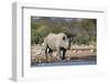 Black Rhino (Diceros Bicornis), Etosha National Park, Namibia, Africa-Ann and Steve Toon-Framed Photographic Print