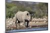 Black Rhino (Diceros Bicornis), Etosha National Park, Namibia, Africa-Ann and Steve Toon-Mounted Photographic Print