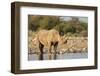 Black Rhino (Diceros Bicornis), Etosha National Park, Namibia, Africa-Ann and Steve Toon-Framed Photographic Print