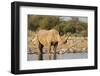 Black Rhino (Diceros Bicornis), Etosha National Park, Namibia, Africa-Ann and Steve Toon-Framed Photographic Print