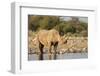 Black Rhino (Diceros Bicornis), Etosha National Park, Namibia, Africa-Ann and Steve Toon-Framed Photographic Print