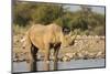 Black Rhino (Diceros Bicornis), Etosha National Park, Namibia, Africa-Ann and Steve Toon-Mounted Photographic Print